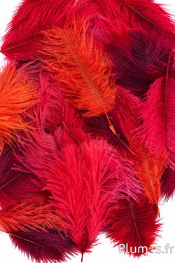Struisvogel Bellies - 5-10 cm - gemengde rood